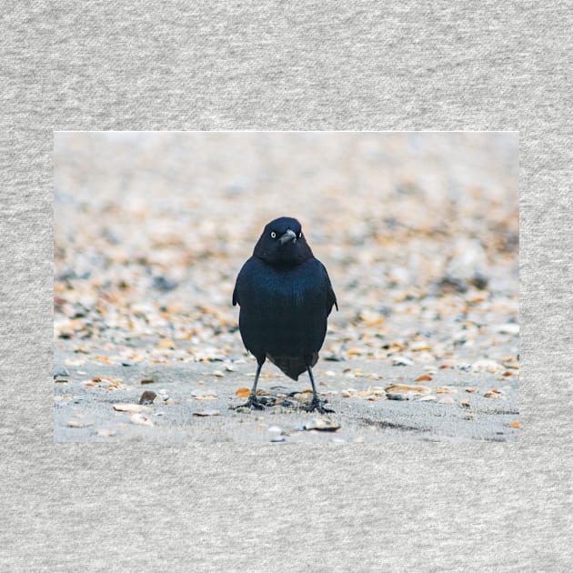 Boat-tailed Grackle at Beach by KensLensDesigns